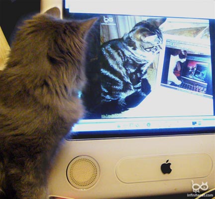 Hatsumoto the cat