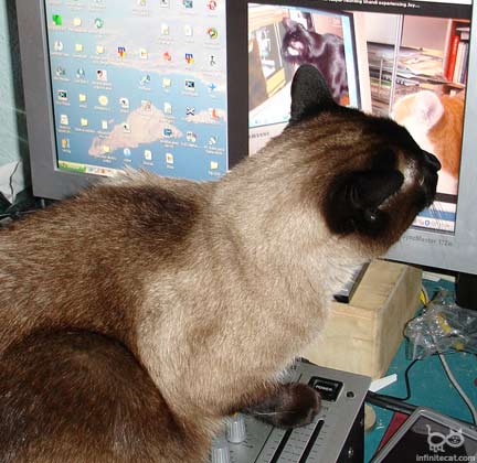 miky the cat