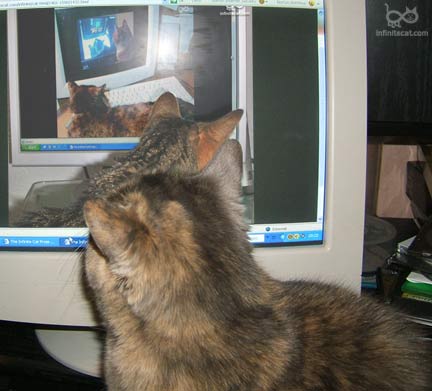 Monica the cat