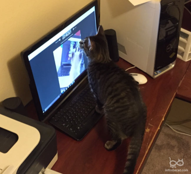 Ricky the cat