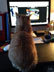 Rubro the cat.