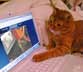 Samson the cat