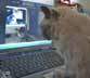 Potki the cat