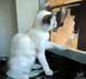 Tanuki the cat
