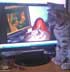 Boomer the cat
