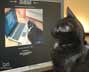 Linus the cat