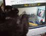 Janneke cat