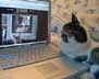 Misty the cat