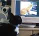 Isla the cat