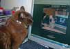Kipper the cat