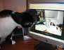 Gressive the cat
