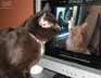 Lilly the cat