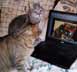 TK & Chaos the cat