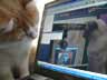 Bonzo the kitten