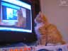 Eric the cat