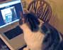 Half-Inch the cat