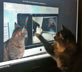 Milosz the cat