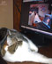 Cody the cat