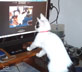 Fafu the cat