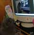 Frankie the cat