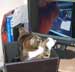 Kolo the cat