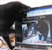 Caline the cat