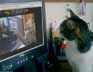Tyler the cat