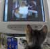 Lucrezia Borgia the cat