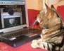Gabriel the cat