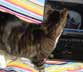 Hoagie the cat