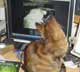 Pixie the cat