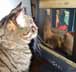 Gabriel the cat
