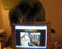 Gabriel the cat