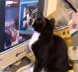Spats the cat
