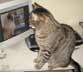 Kuplung the cat