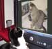 Titch the cat