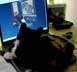 Pfefferminze the cat