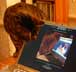 Kahlua the cat