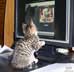 Sheba the cat