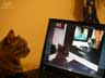 Orlov the cat