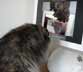 Jenna the cat