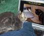 Mokuba the cat