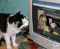Riley the cat