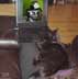 Millie the cat