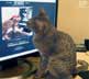 Korven the cat