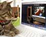 Stewie the cat