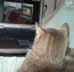 Indio the cat