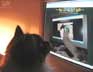 Leon the cat
