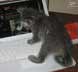 Omar the cat