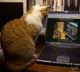 Vlad the cat